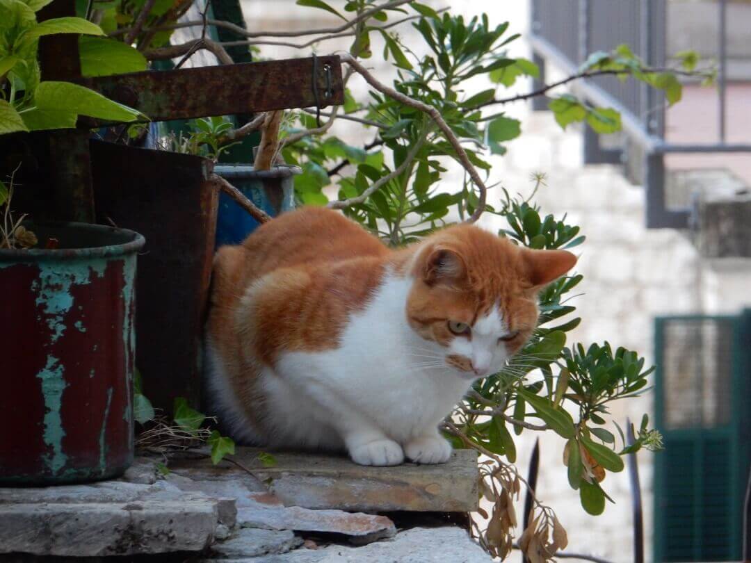 3 - Dubrovnik by train - Cats are part of Dubrovnik, they keep the city clean